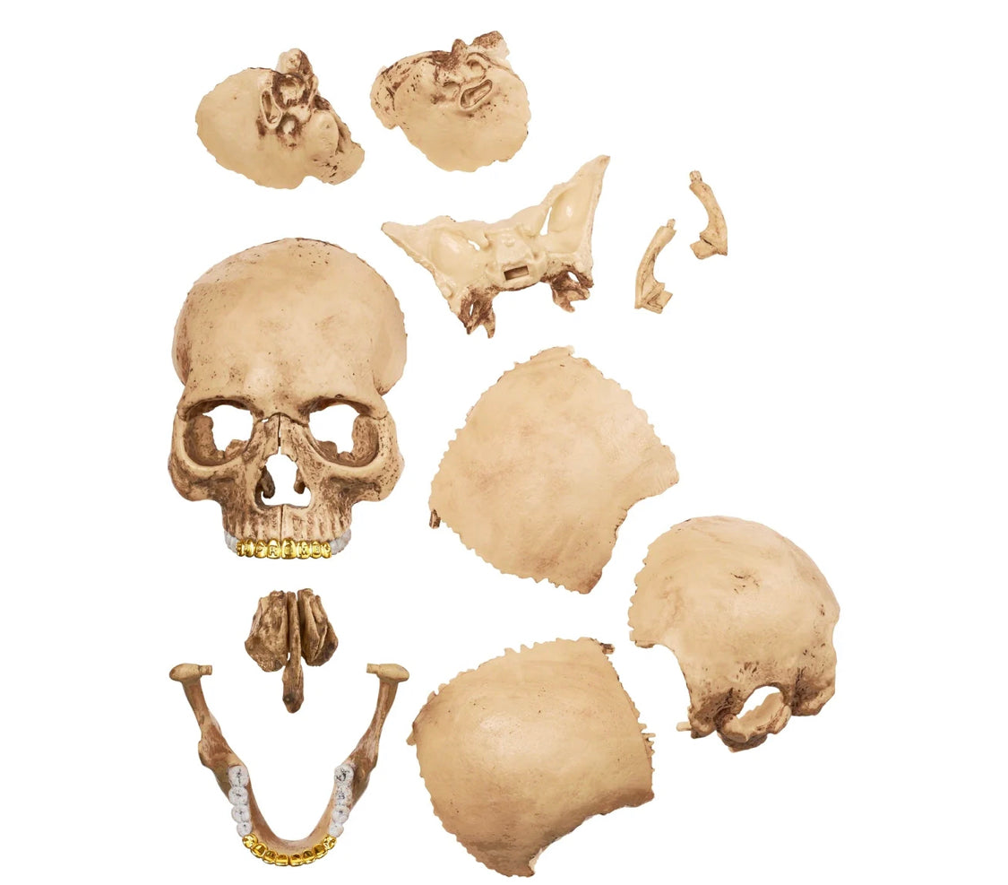 Supreme Model 4D Human Skull