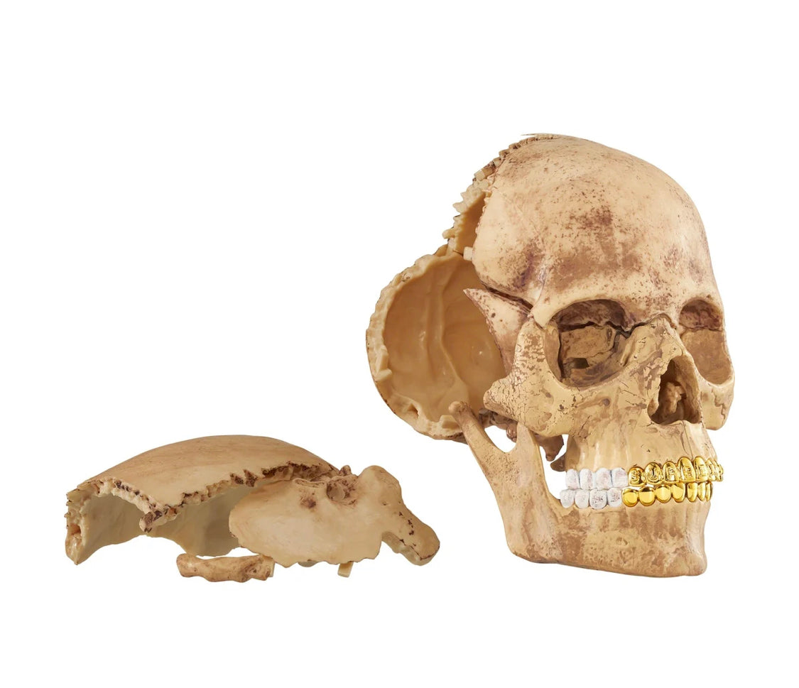 Supreme Model 4D Human Skull