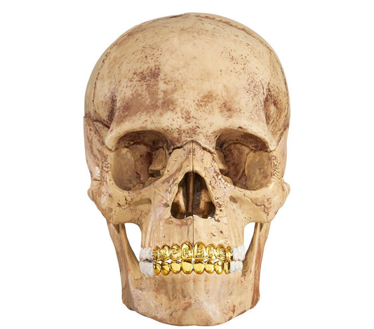 Supreme Model 4D Human Skull